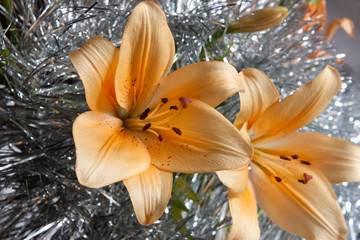 orange lily on silver