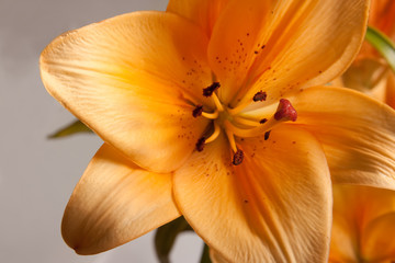 Fototapeta na wymiar close up orange lily
