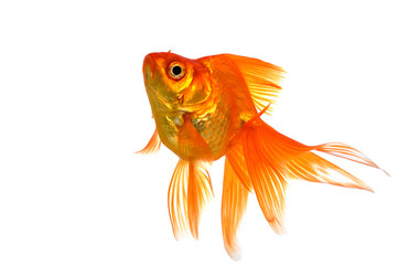 Fototapeta premium Goldfish