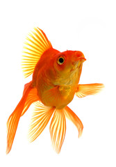 Fototapeta premium Goldfish