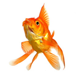 Fototapeta premium Goldfish