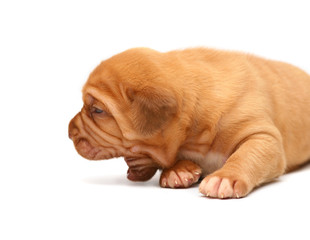 Puppy on a white background.