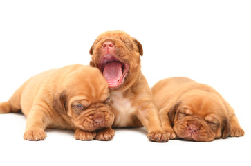 A three puppies of breed Mastiff from Bordeaux.