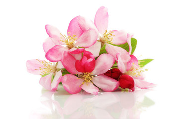Spring cherry flowers - 12597481