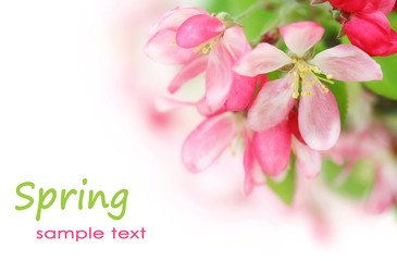 Spring cherry flowers - 12597482