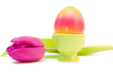 colorful egg with purple tulip isolated on white