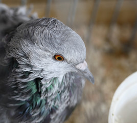 pigeon