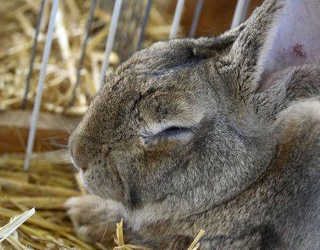 lapin