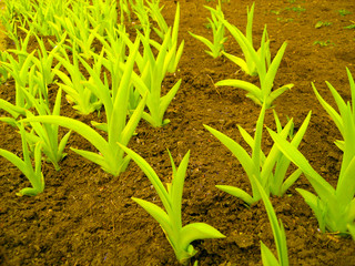 colorful plants