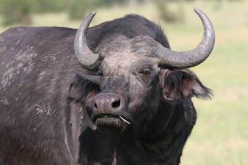 African Buffalo Portrait