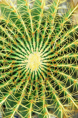 prickly cactus