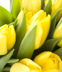 Yelow tulips