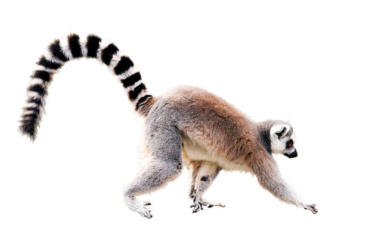 walking lemur isolated on white with clipping path