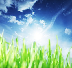 Fototapeta premium Grass