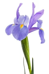 Keuken foto achterwand Iris irisbloem