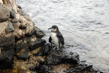 Galapagos penguin