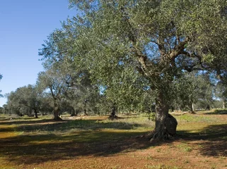 Türaufkleber Olivenbaum albero ulivo7