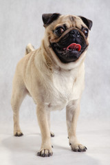 Obraz premium standing pug