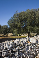 albero ulivo9