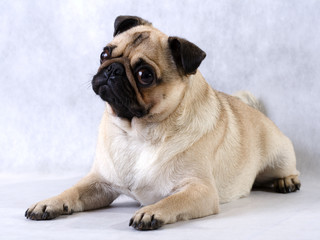 Obraz premium Lying pug.