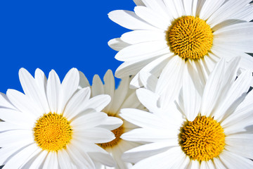 Naklejka premium Daisies