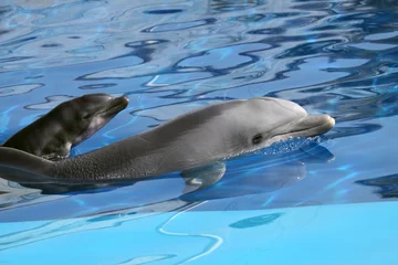 Fototapete Rund Delfin © erllre