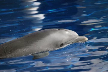 Schilderijen op glas dolfijn © erllre