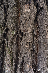 old decayed wood