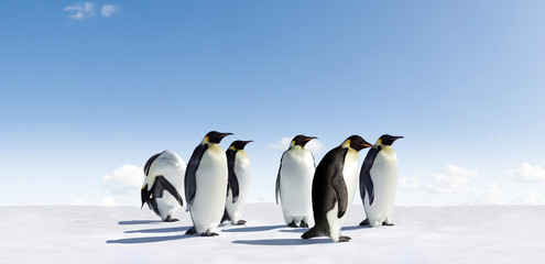 Fototapeta na wymiar Pingwin cesarski