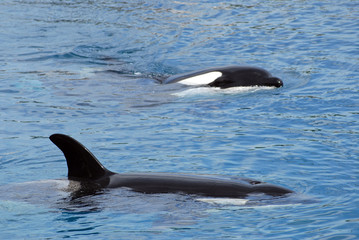 Orques épaulards nageant (Orcinus orca)