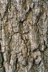 old decayed wood