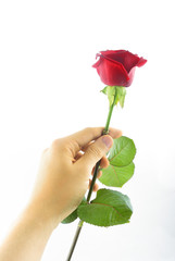 red rose in hand 2