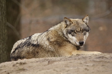 Wolf (Canis lupus)