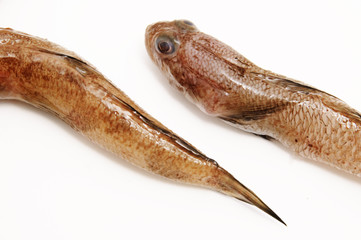dos pescados