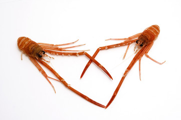 corazón de langostinos