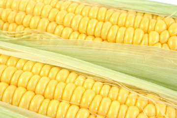 yellow corn close up in studio