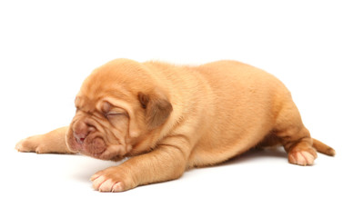 Puppy of Dogue de Bordeaux