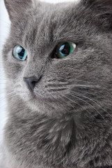 Grey cat