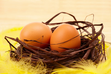 Eggs in nest