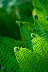 green beautiful fern