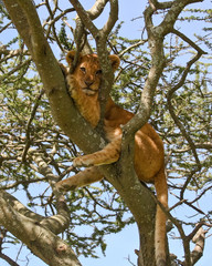 Lion Cub up a Tree in Serengeti