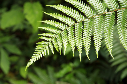 Closeup of fern leaf