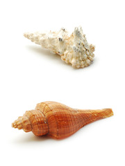 shells isolated