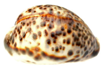 coquillage, porcelaine