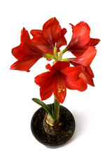 red flower: Amaryllis in pot
