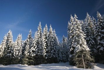 Snow covered pines