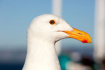 Seagull Head