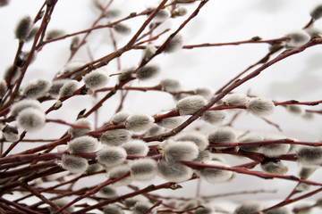 Pussy willow