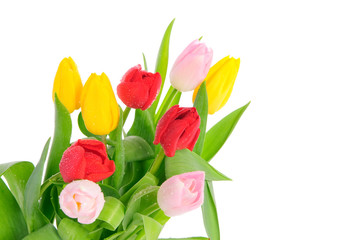 Bunch of tulips isolated on white
