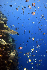 Naklejka na ściany i meble Coral reefs